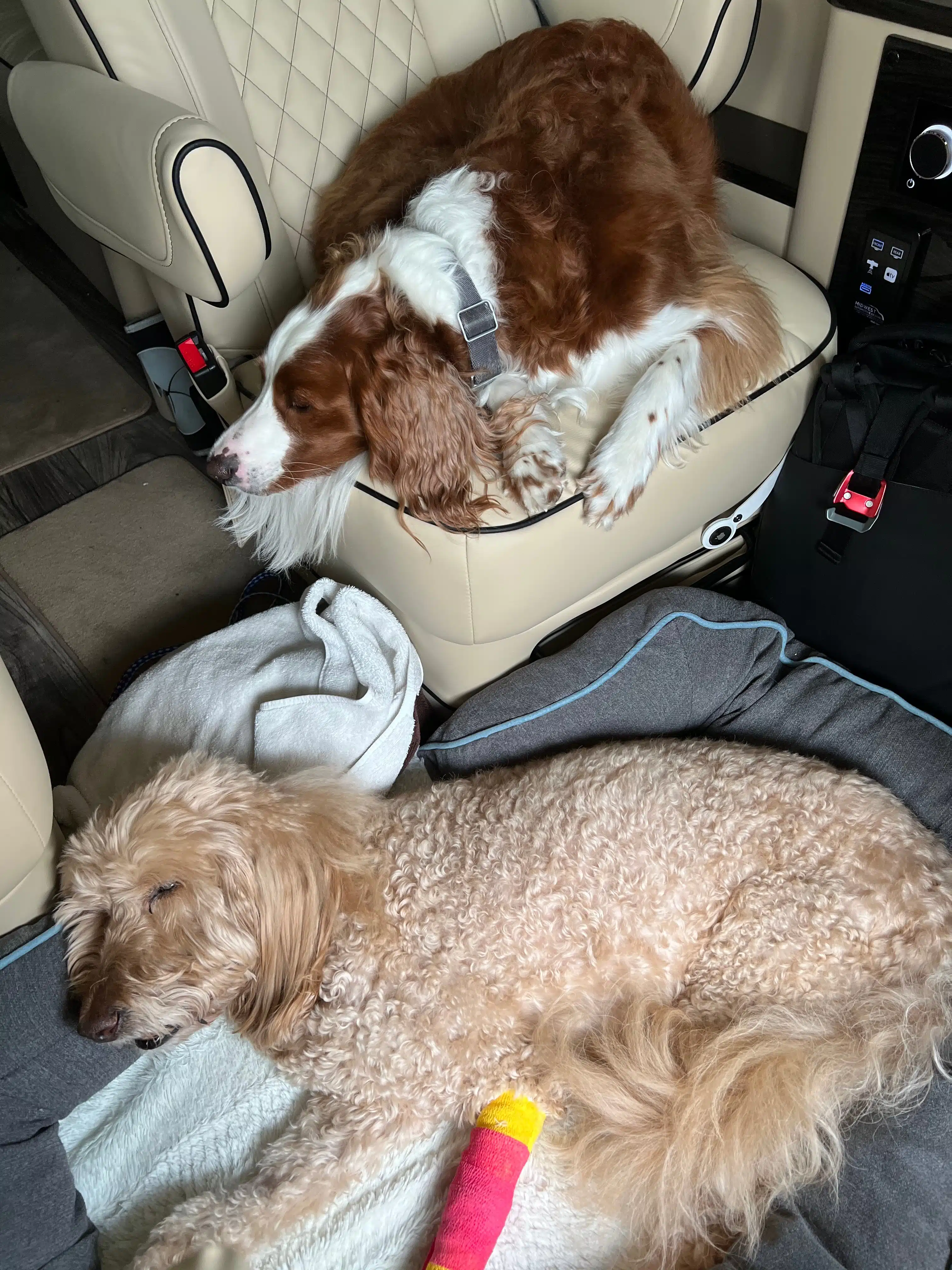 happy pups traveling in our van